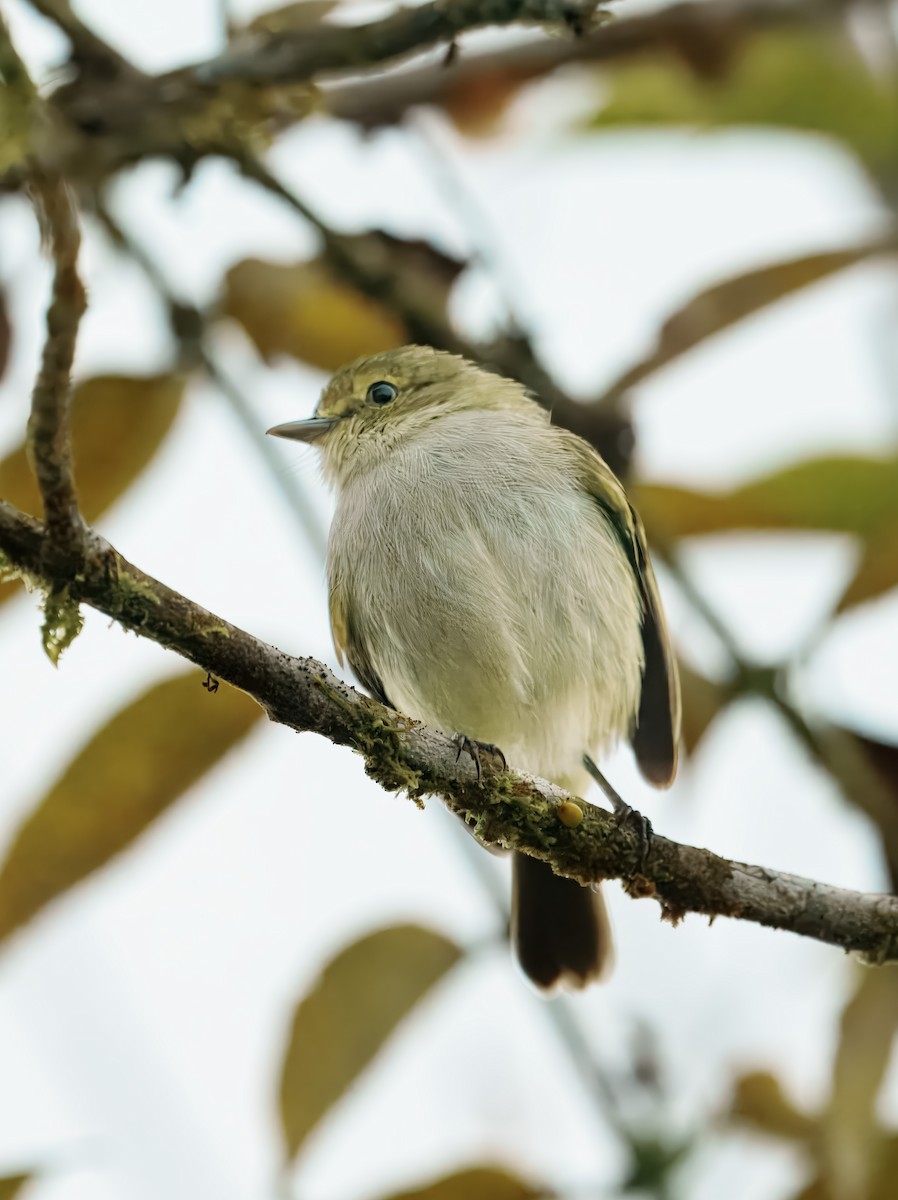 Choco Tyrannulet - ML644606004