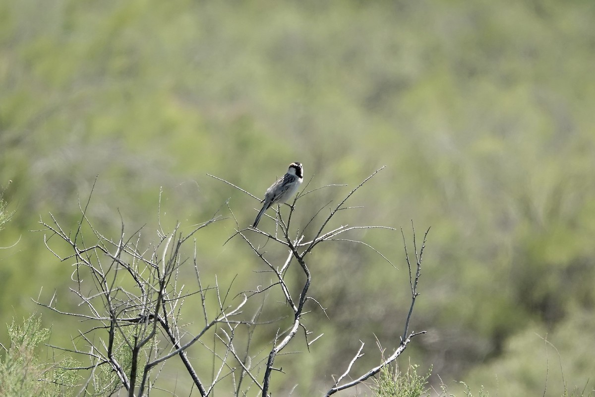 Sazak Serçesi - ML644606005