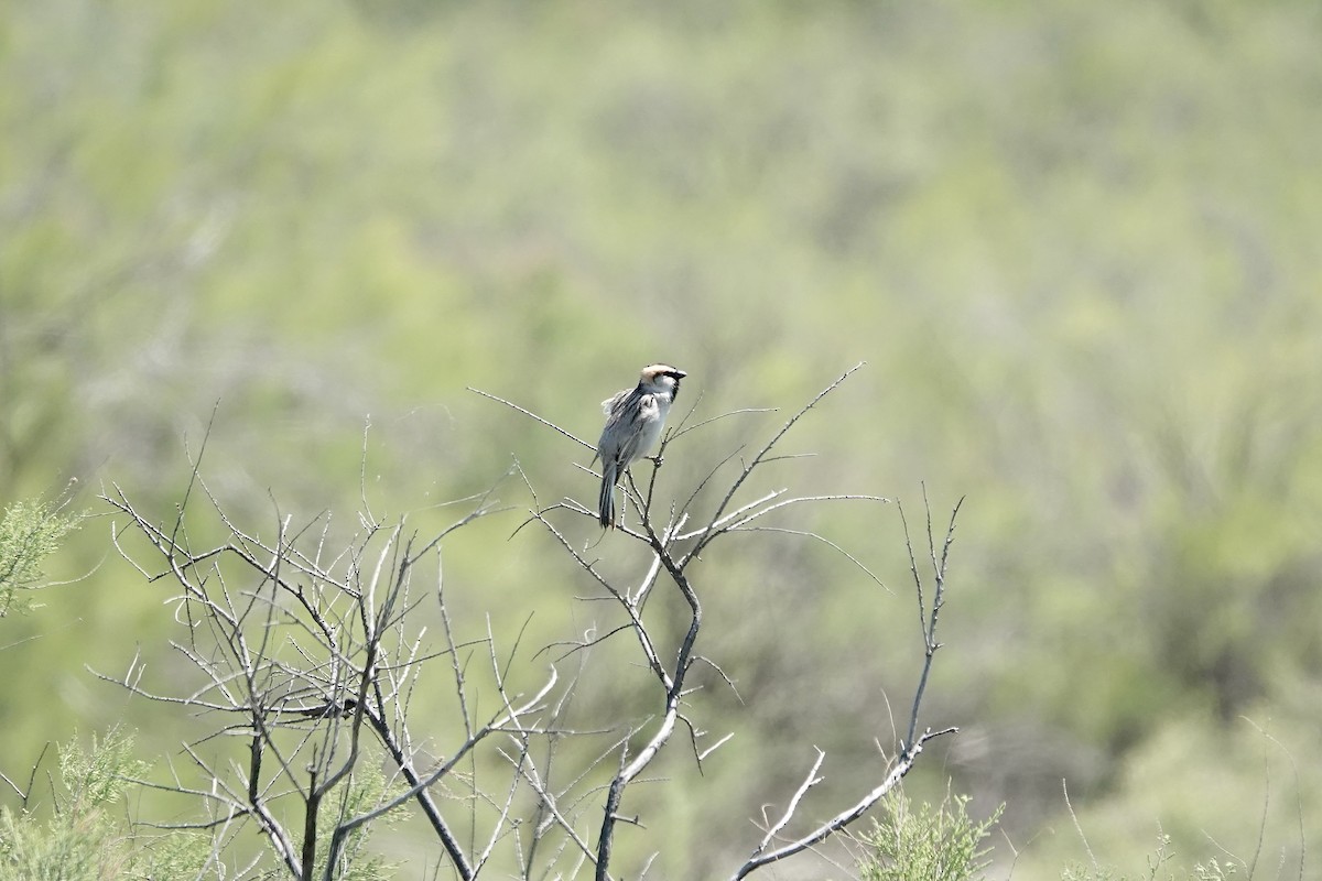 Sazak Serçesi - ML644606006