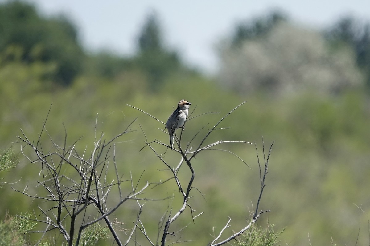Sazak Serçesi - ML644606011