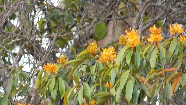 Yal Azul - ML644606016