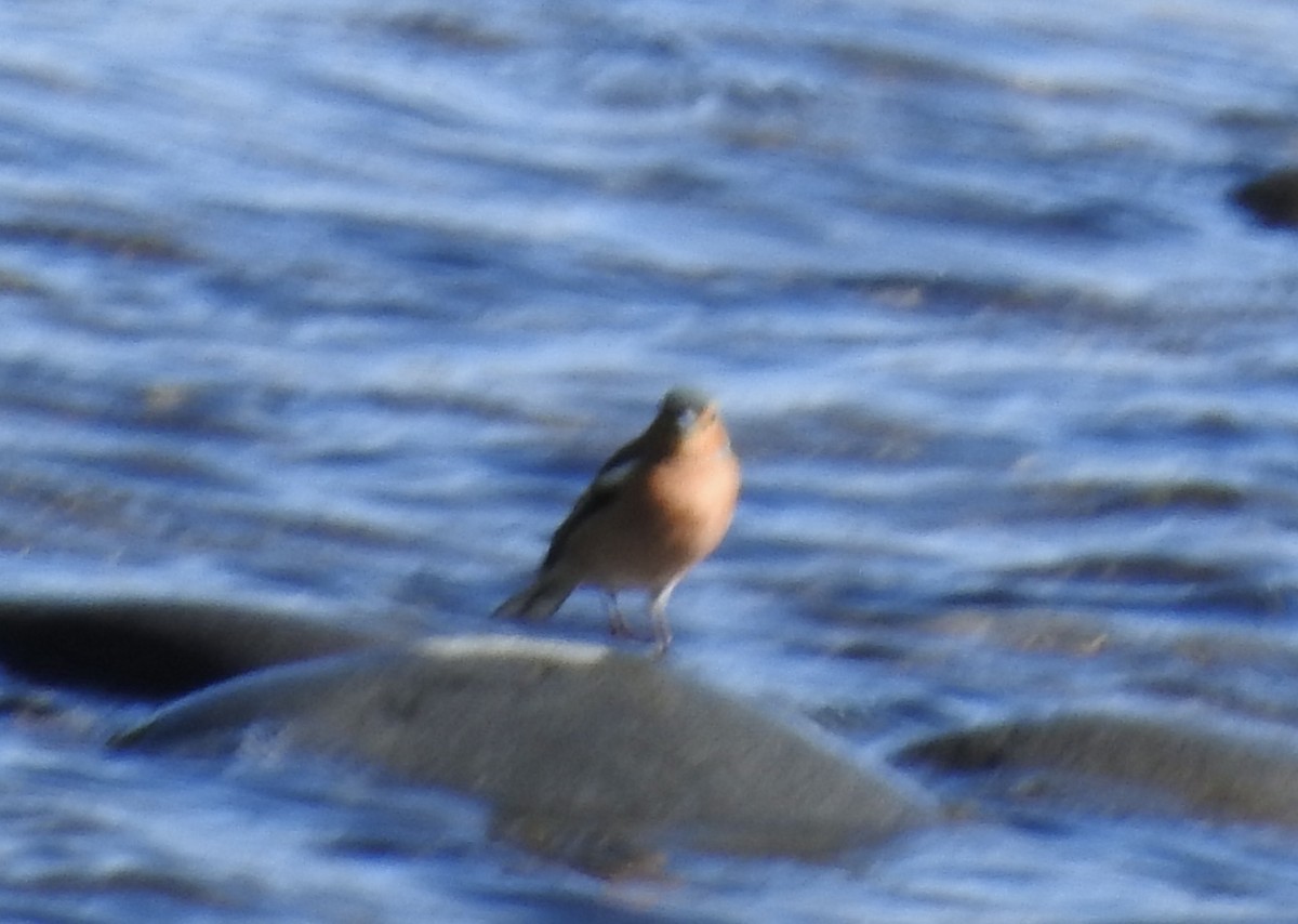 Зяблик - ML644606020