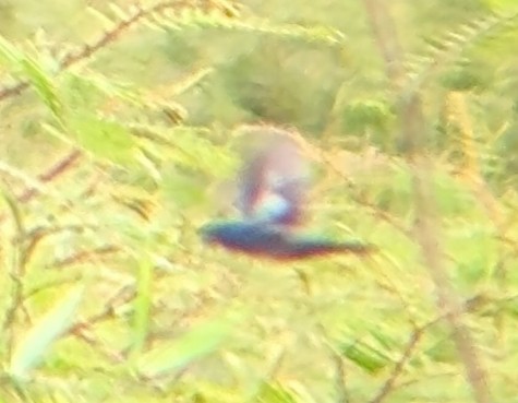 Blue-black Grassquit - ML644606026