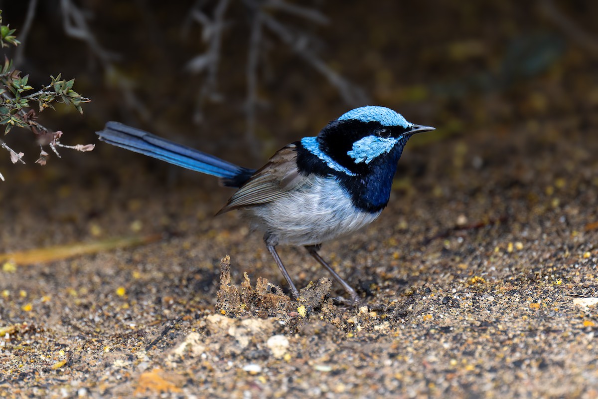 Superb Fairywren - ML644606027