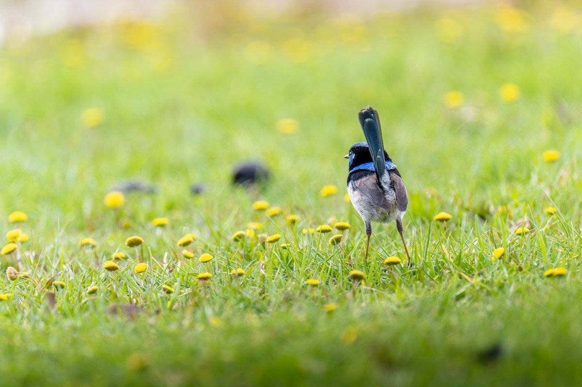 Superb Fairywren - ML644606029