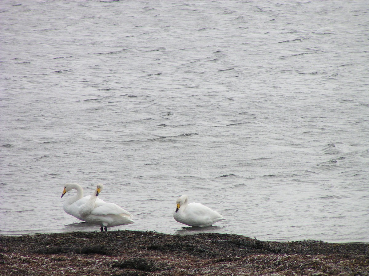 labuť zpěvná - ML644606058