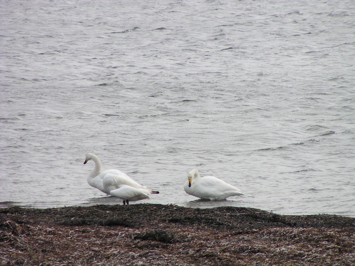 labuť zpěvná - ML644606059