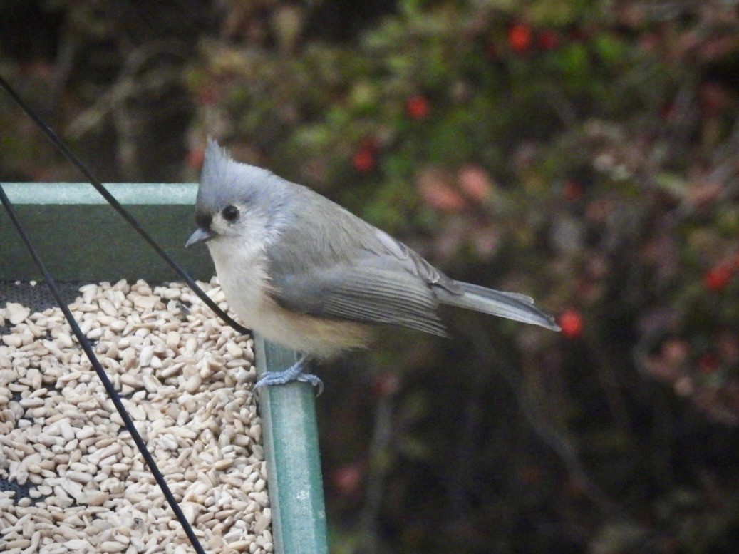 gråduskmeis - ML644606063