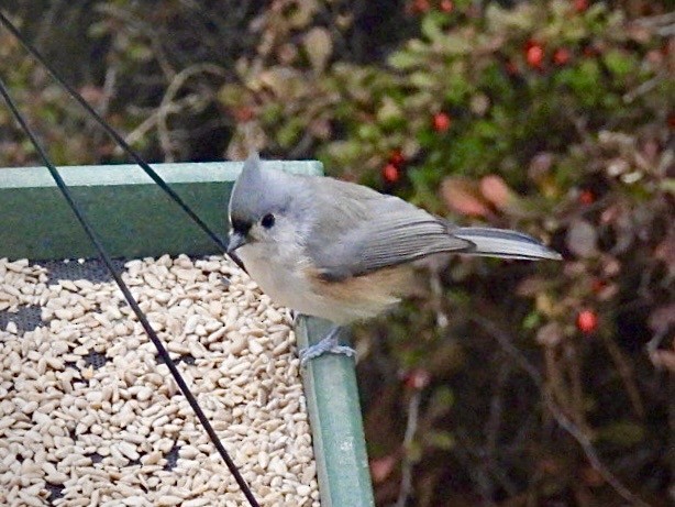 gråduskmeis - ML644606064