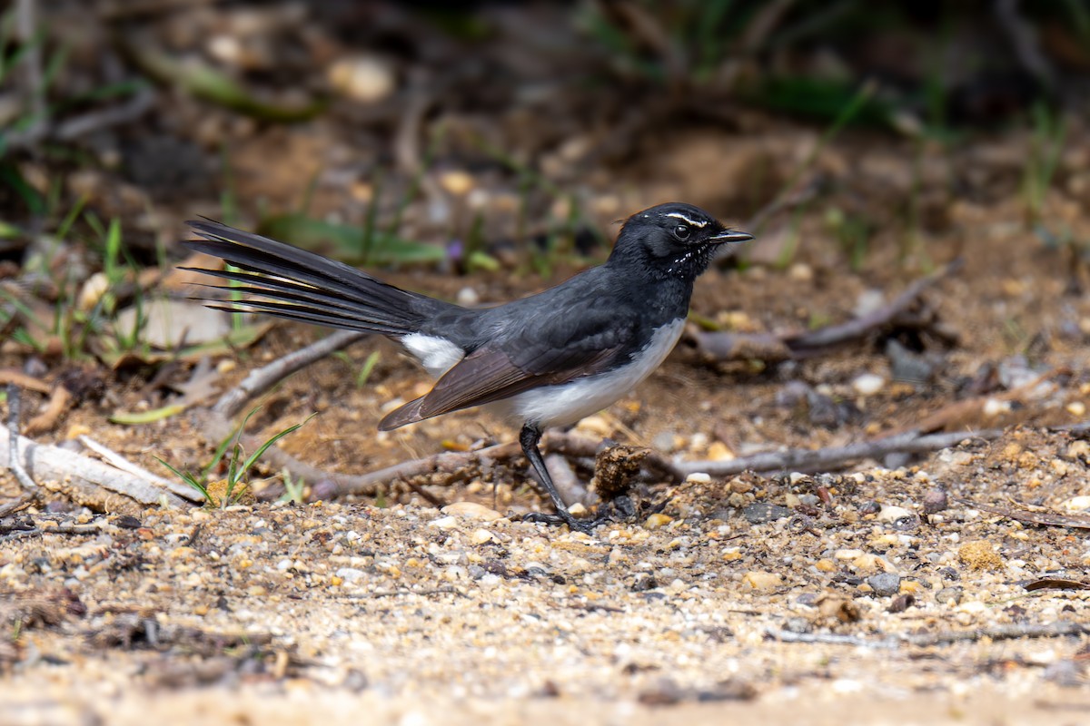 Willie-wagtail - ML644606065