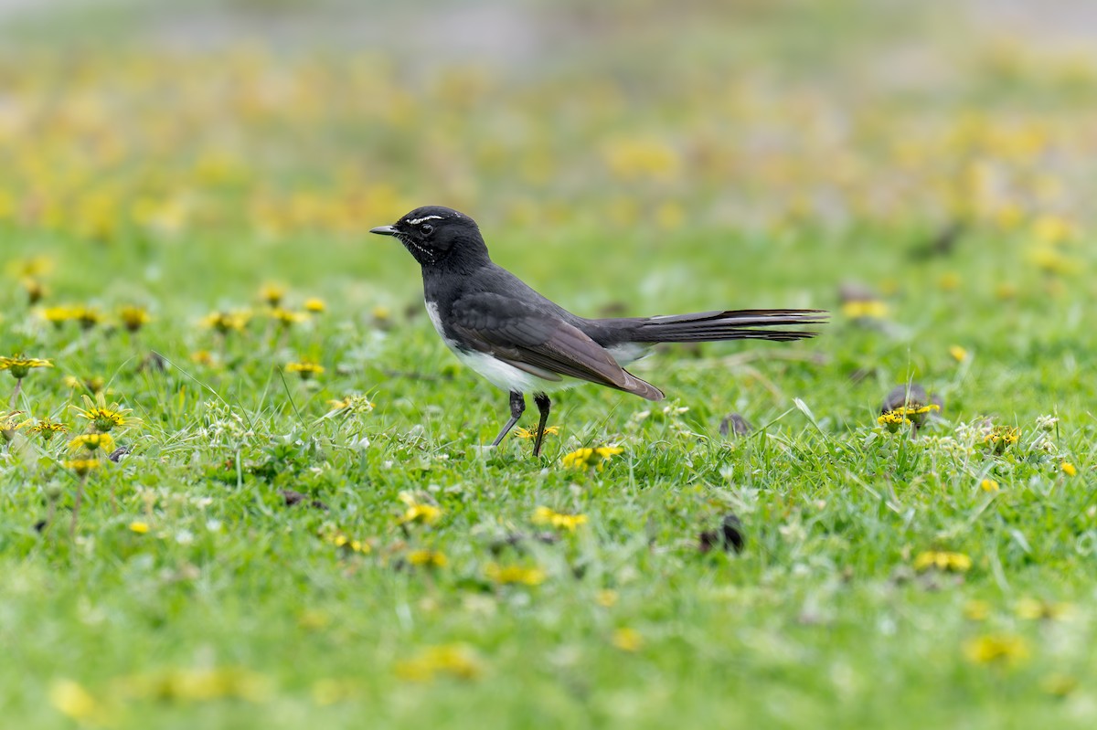 Willie-wagtail - ML644606066