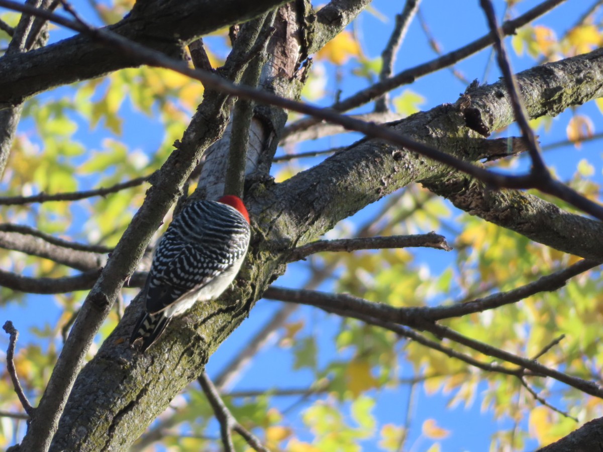 Red-bellied Woodpecker - ML644606079