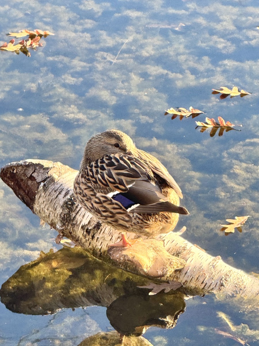 Mallard - ML644606083