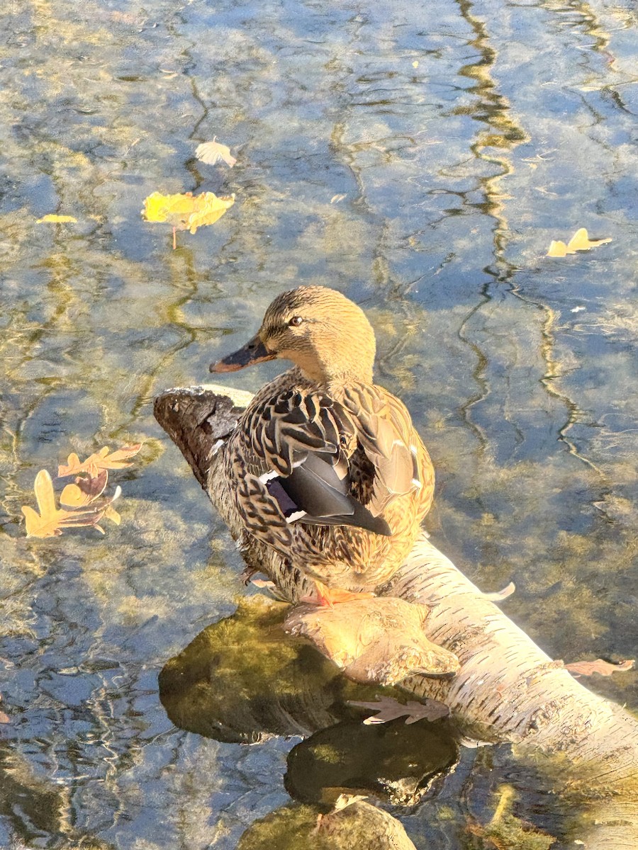 Mallard - ML644606084