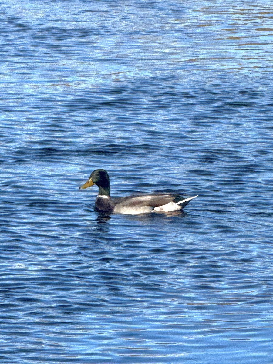Mallard - ML644606085