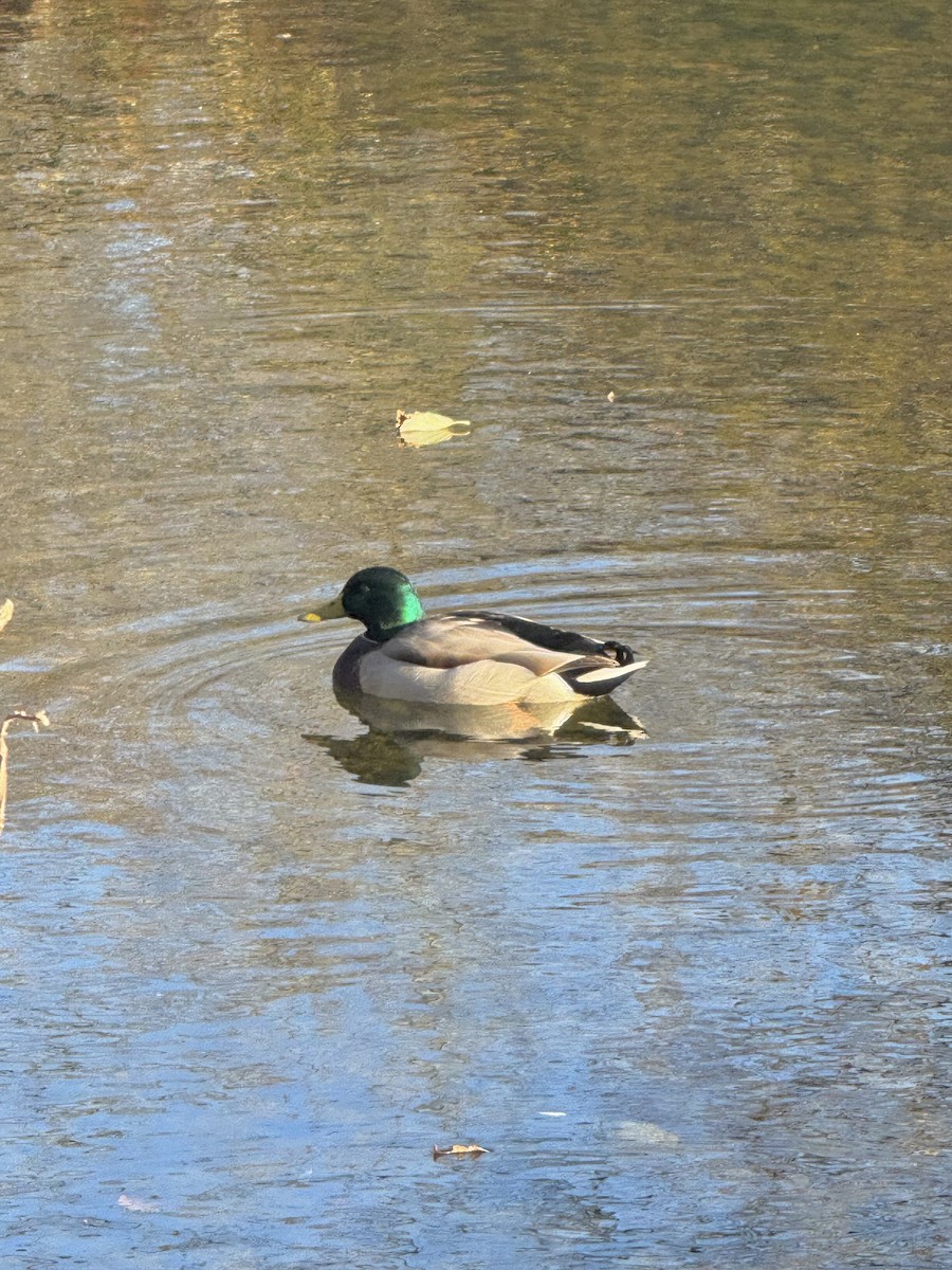 Mallard - ML644606086