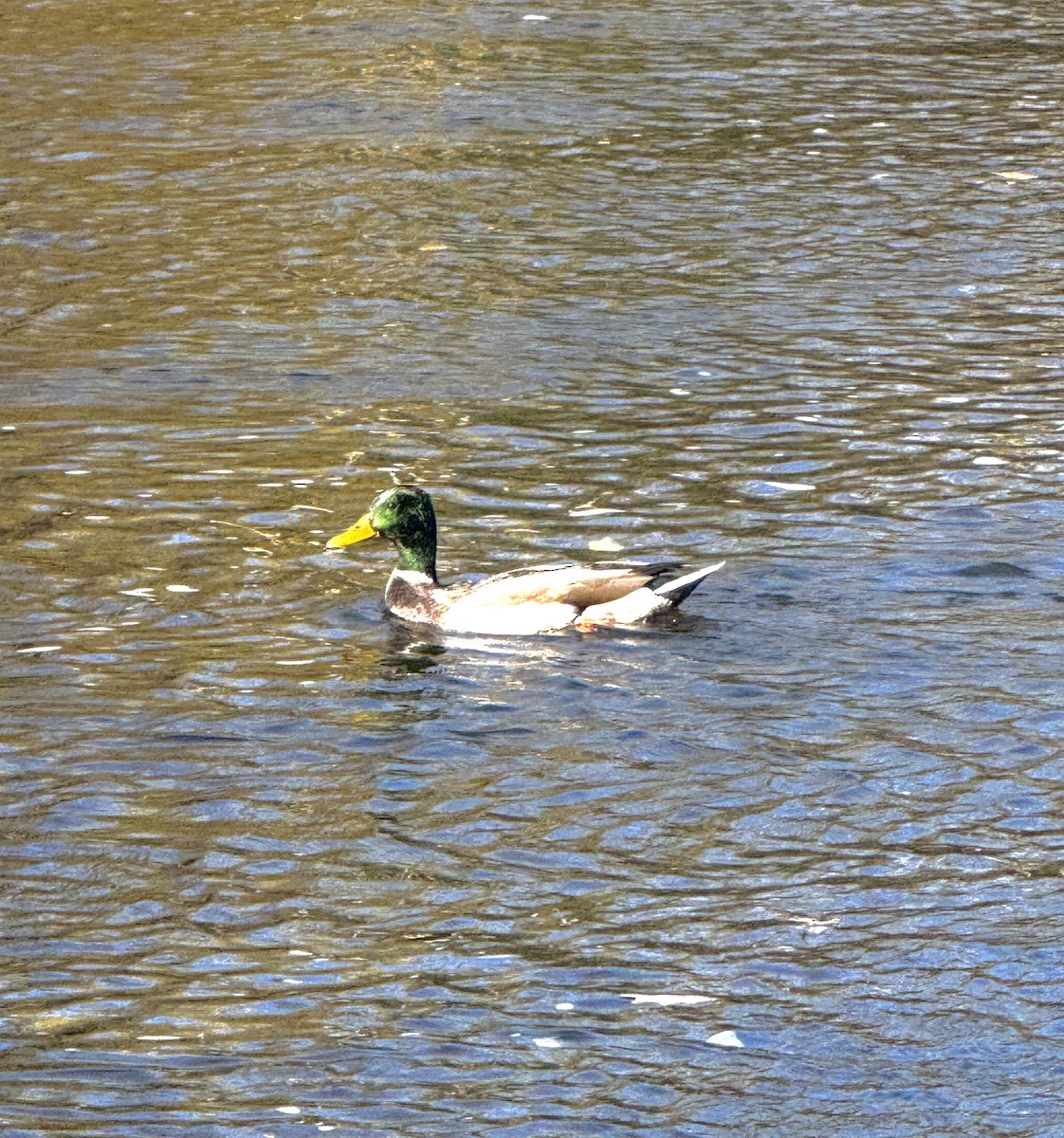 Mallard - ML644606087