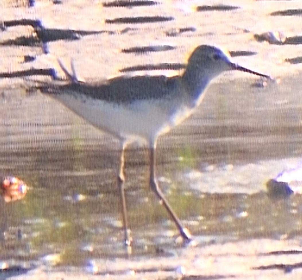 小黃腳鷸 - ML644606089