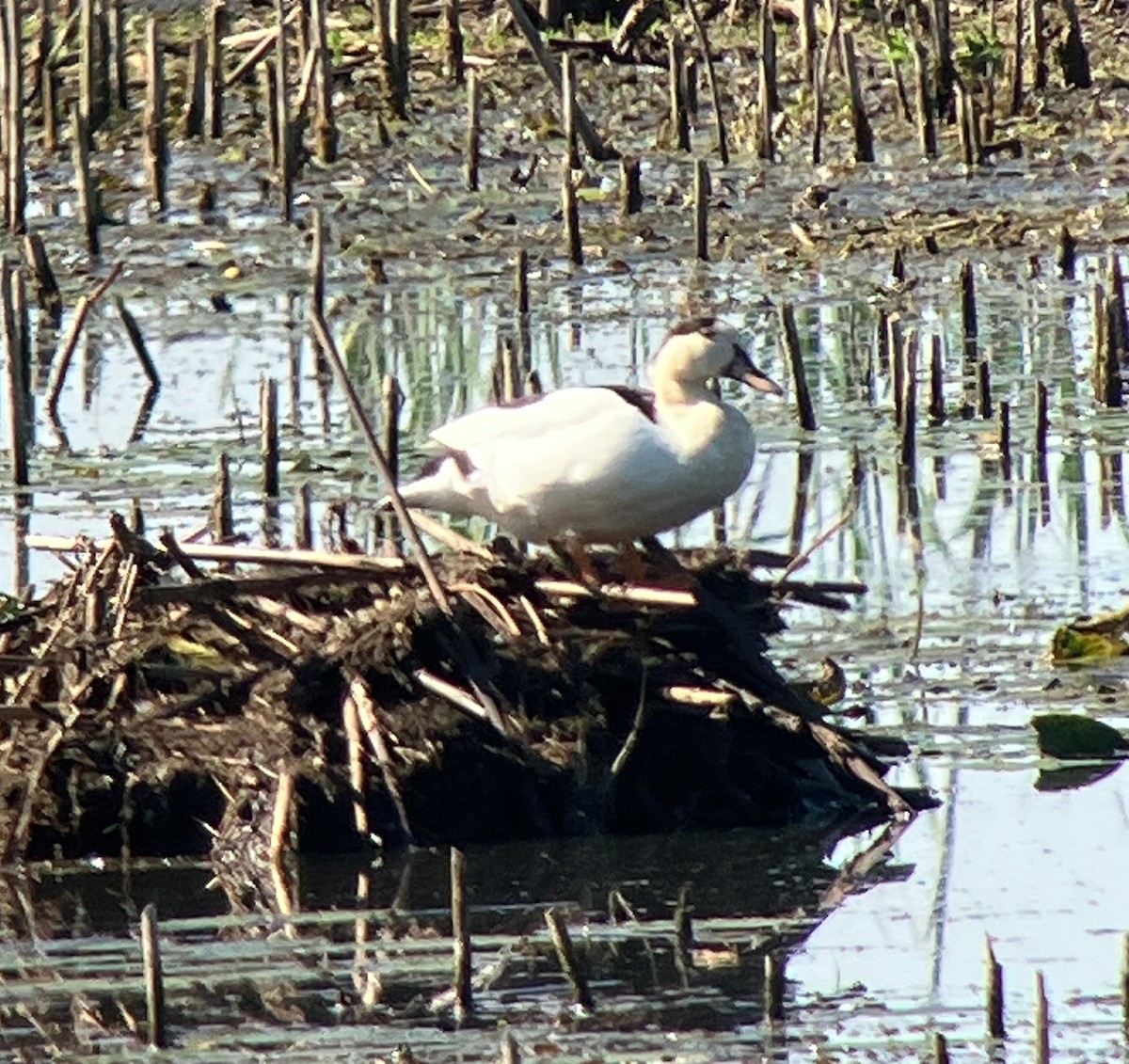 Mallard (Domestic type) - ML644606095
