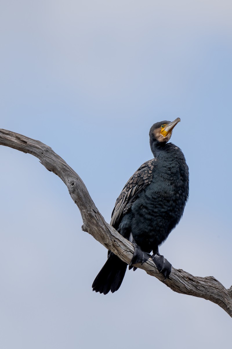 Cormorán Grande - ML644606096