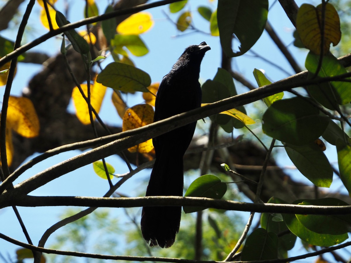 Ani des palétuviers - ML644606118