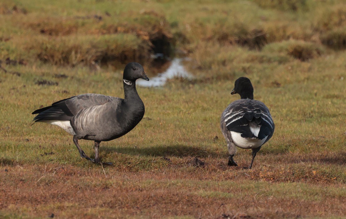 ringgås - ML644606120