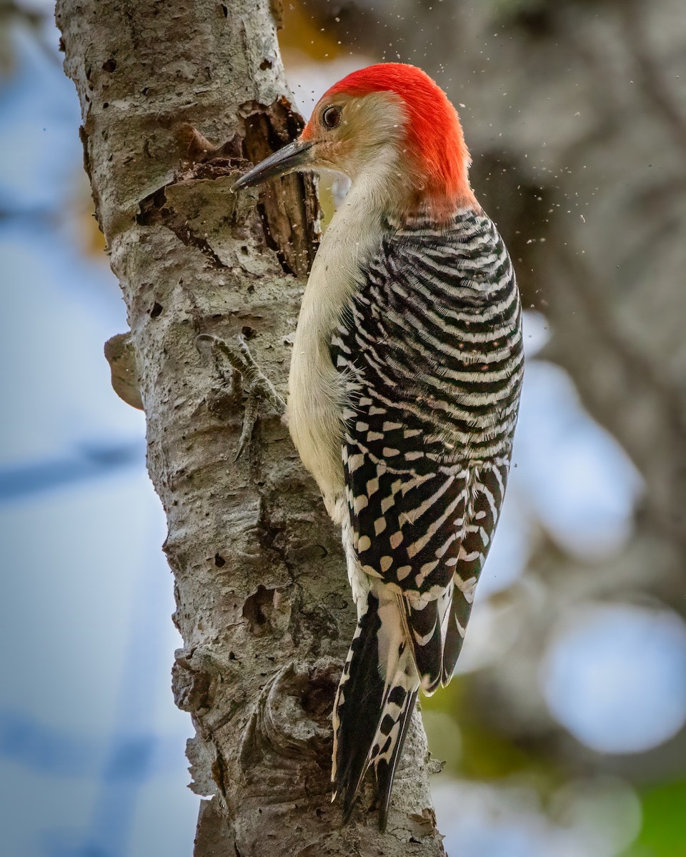 Red-bellied Woodpecker - ML644606121