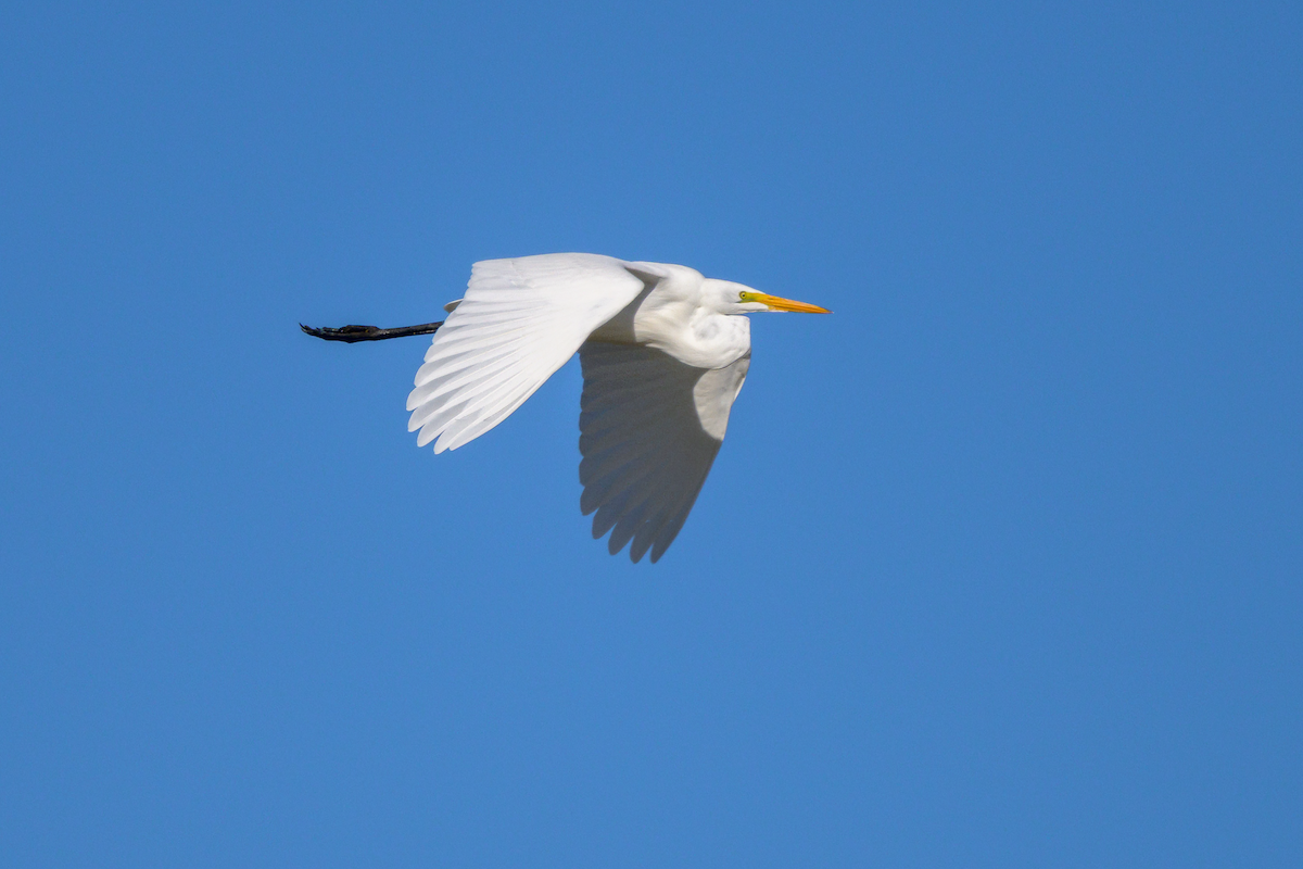 Great Egret - ML644606128