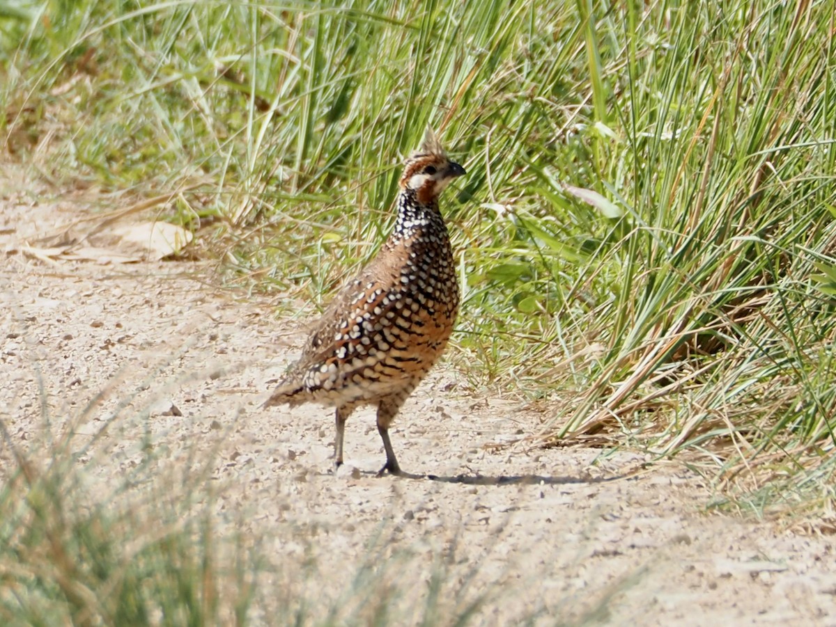 sørkrattvaktel - ML644606129