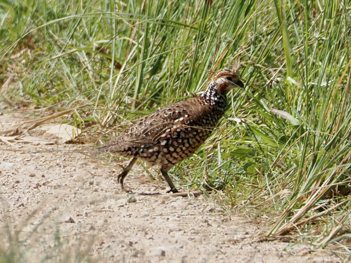 sørkrattvaktel - ML644606142