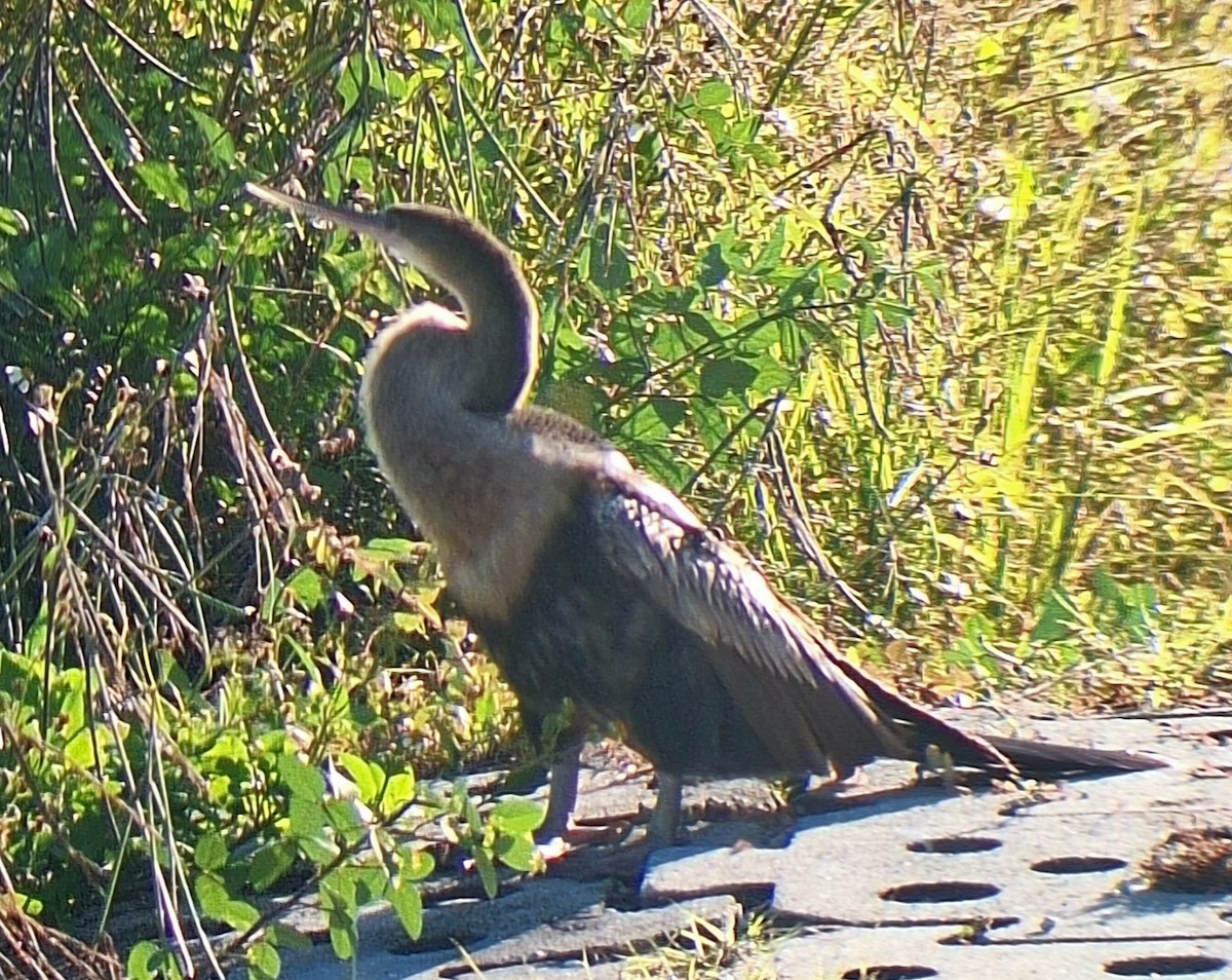 Anhinga - ML644606154