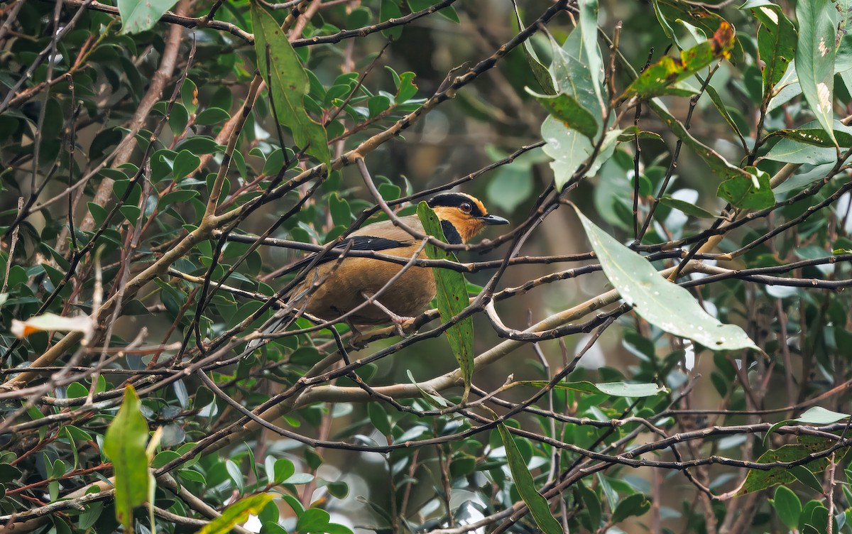 キンガオサンショウクイ - ML644606161