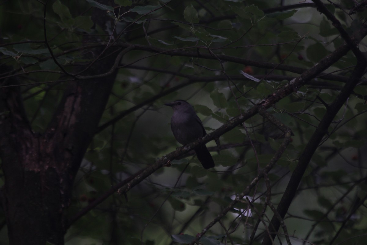 drozdec černohlavý - ML644606163