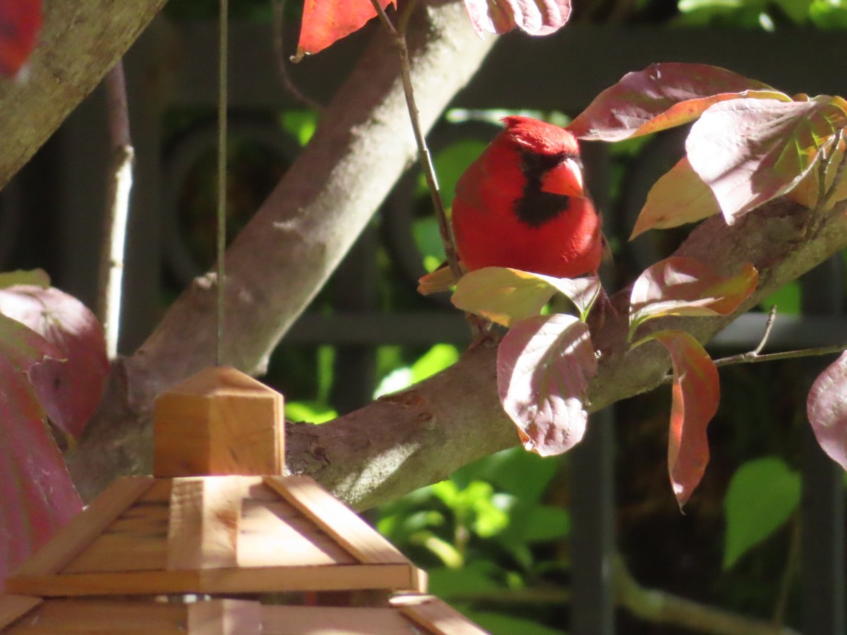 Northern Cardinal - ML644606183