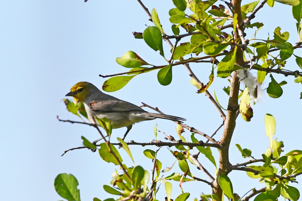 Verdin - ML644606185