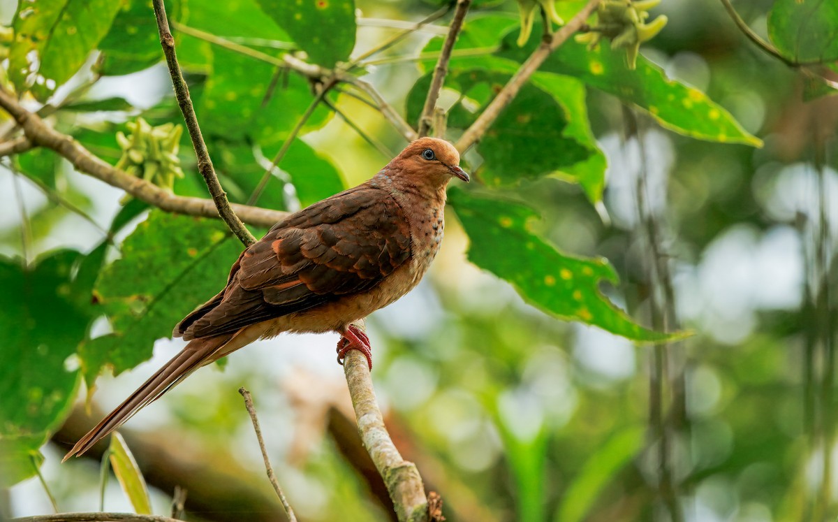 nymfegjøkdue - ML644606190