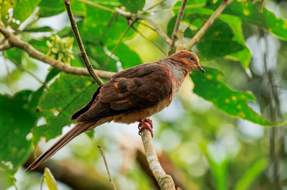 nymfegjøkdue - ML644606191