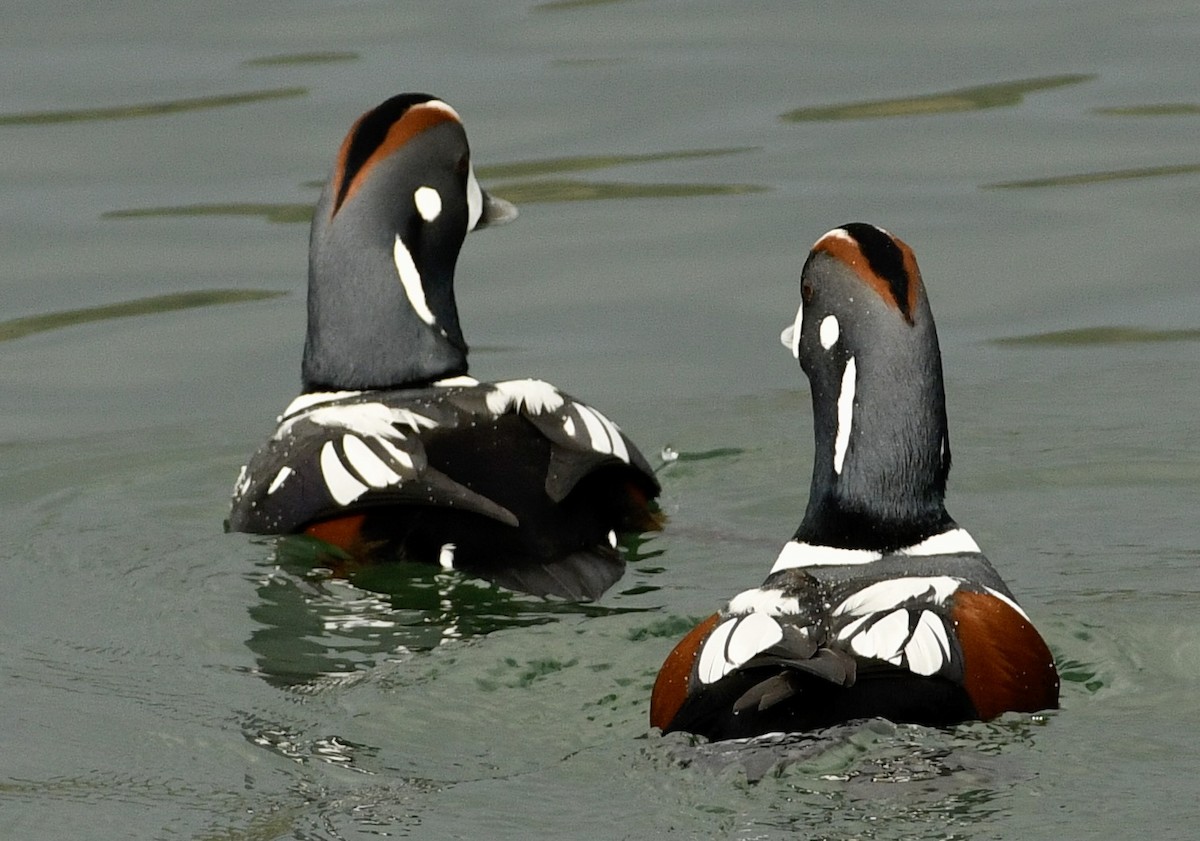 Harlequin Duck - ML644606205