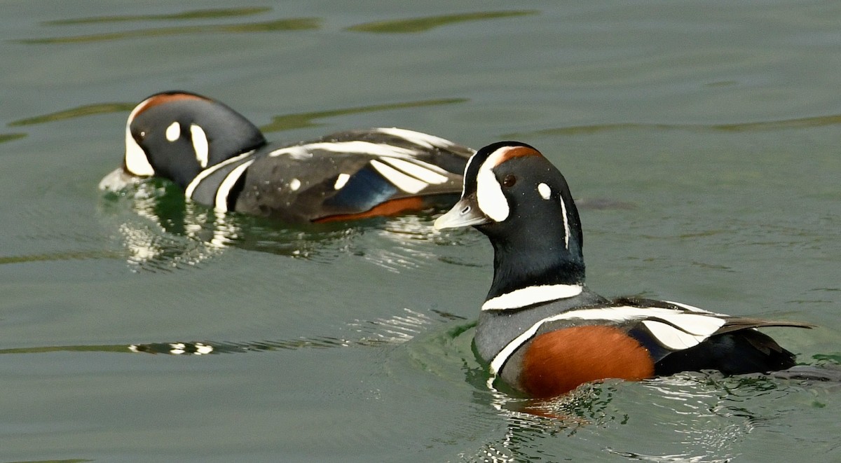 Harlequin Duck - ML644606206