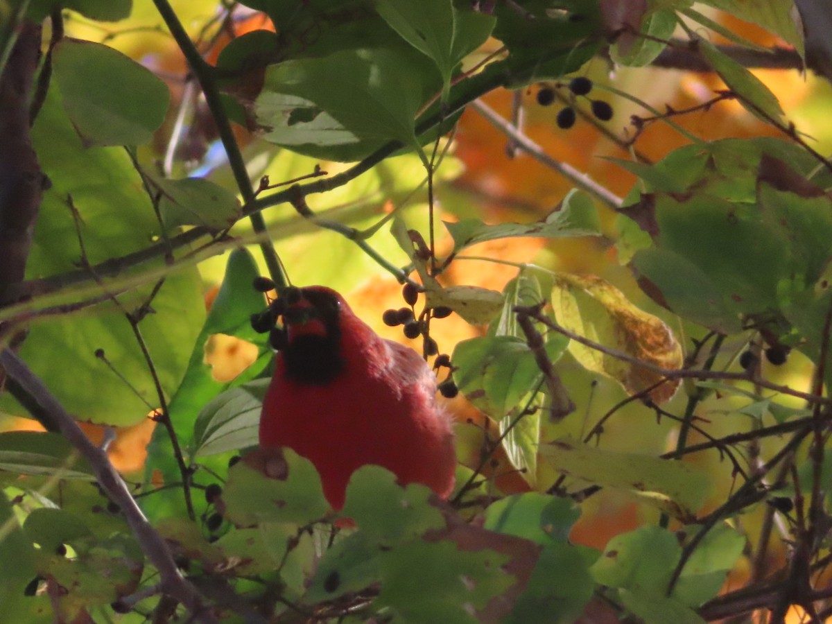 Northern Cardinal - ML644606210