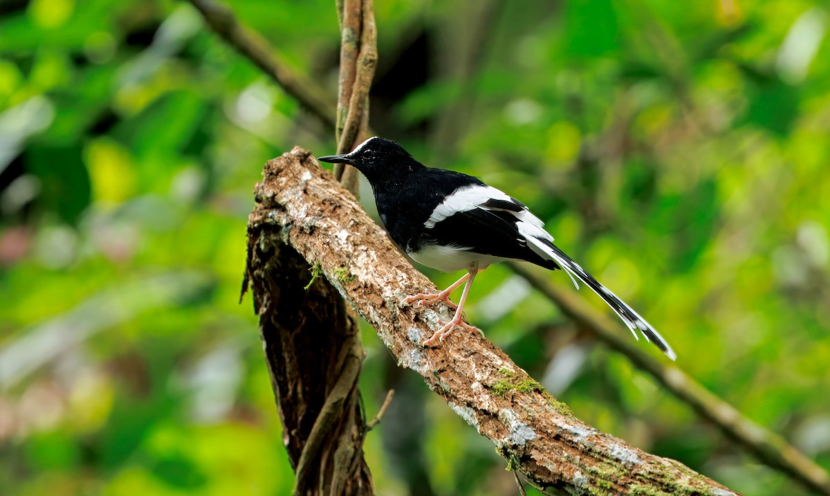 Bornean Forktail - ML644606224