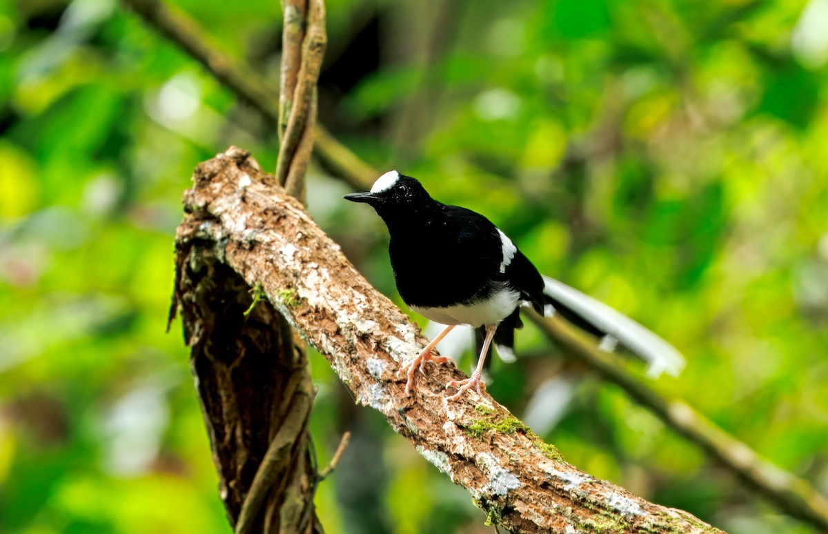 Bornean Forktail - ML644606225
