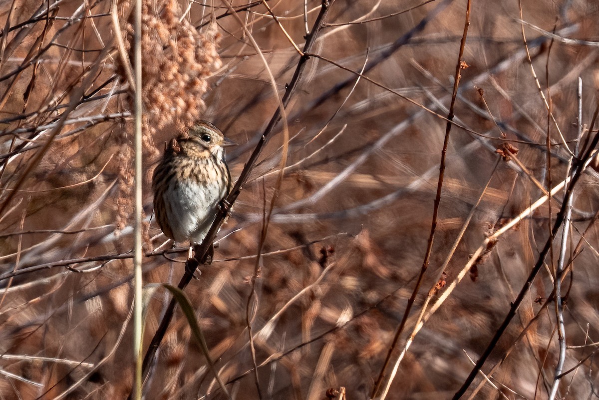 Lincoln's Sparrow - ML644606237