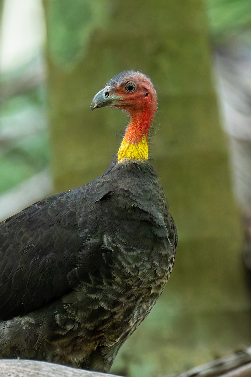 tabon brunátný - ML644606245