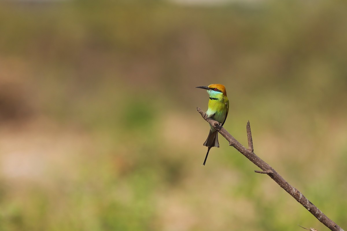 Asian Green Bee-eater - ML644606256