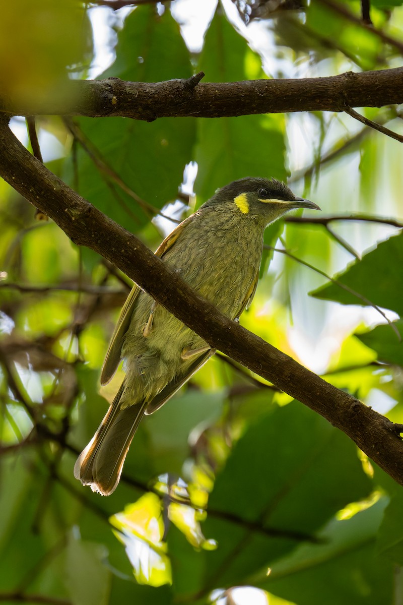 medosavka jasnohlasá - ML644606261