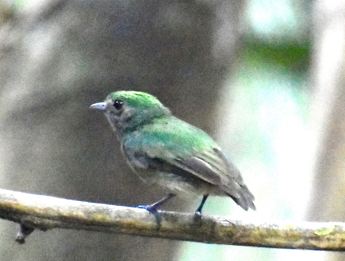 Velvety Manakin - ML644606262