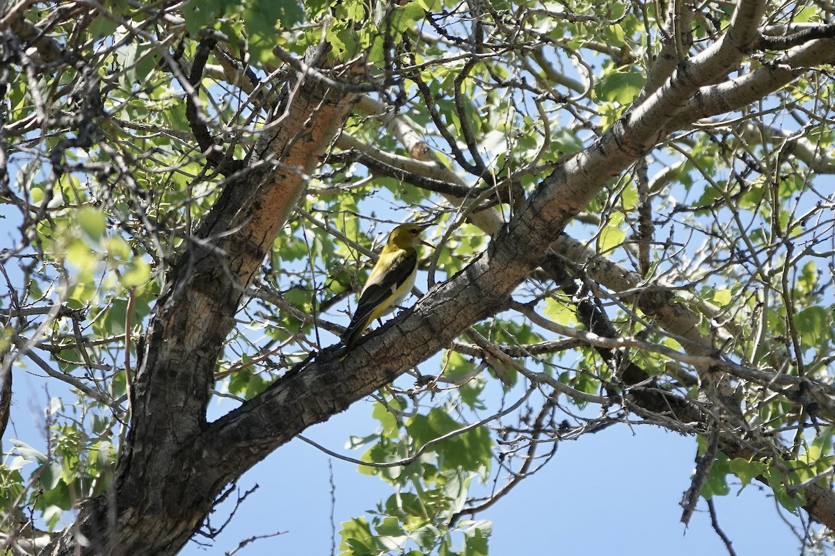 Вивільга звичайна - ML644606265