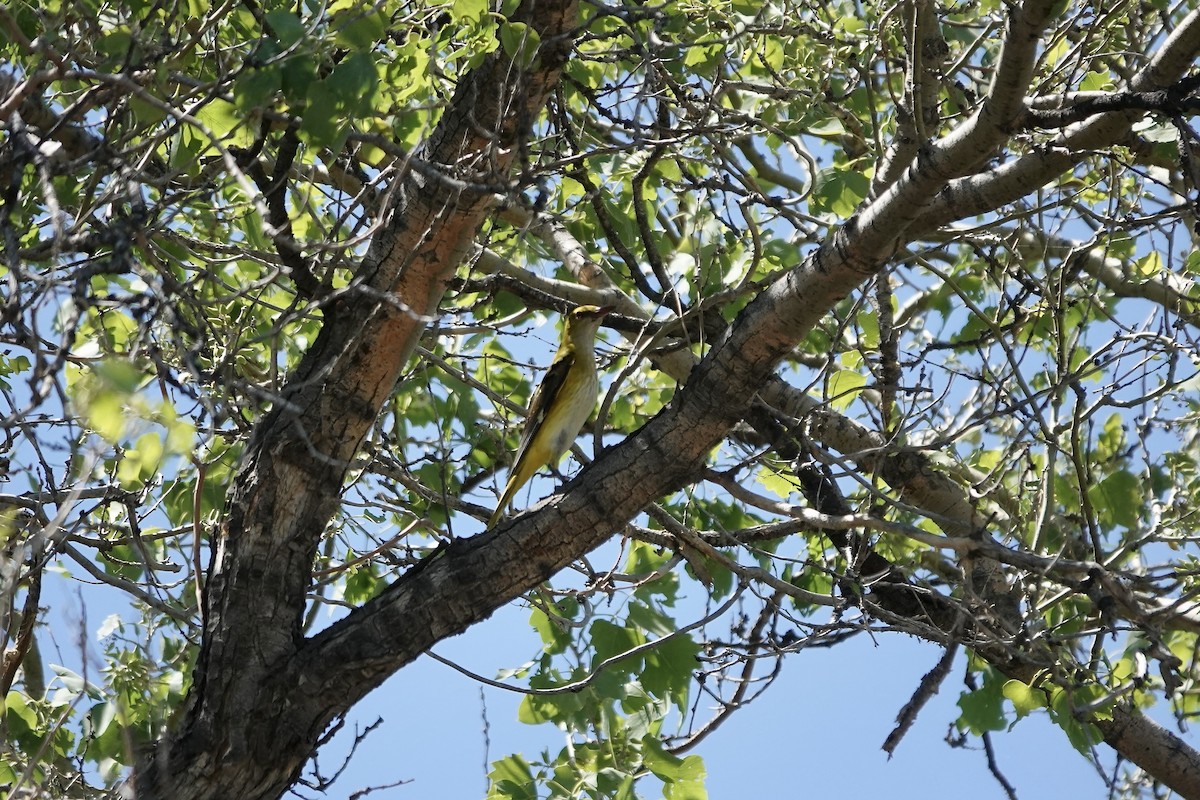 Вивільга звичайна - ML644606267