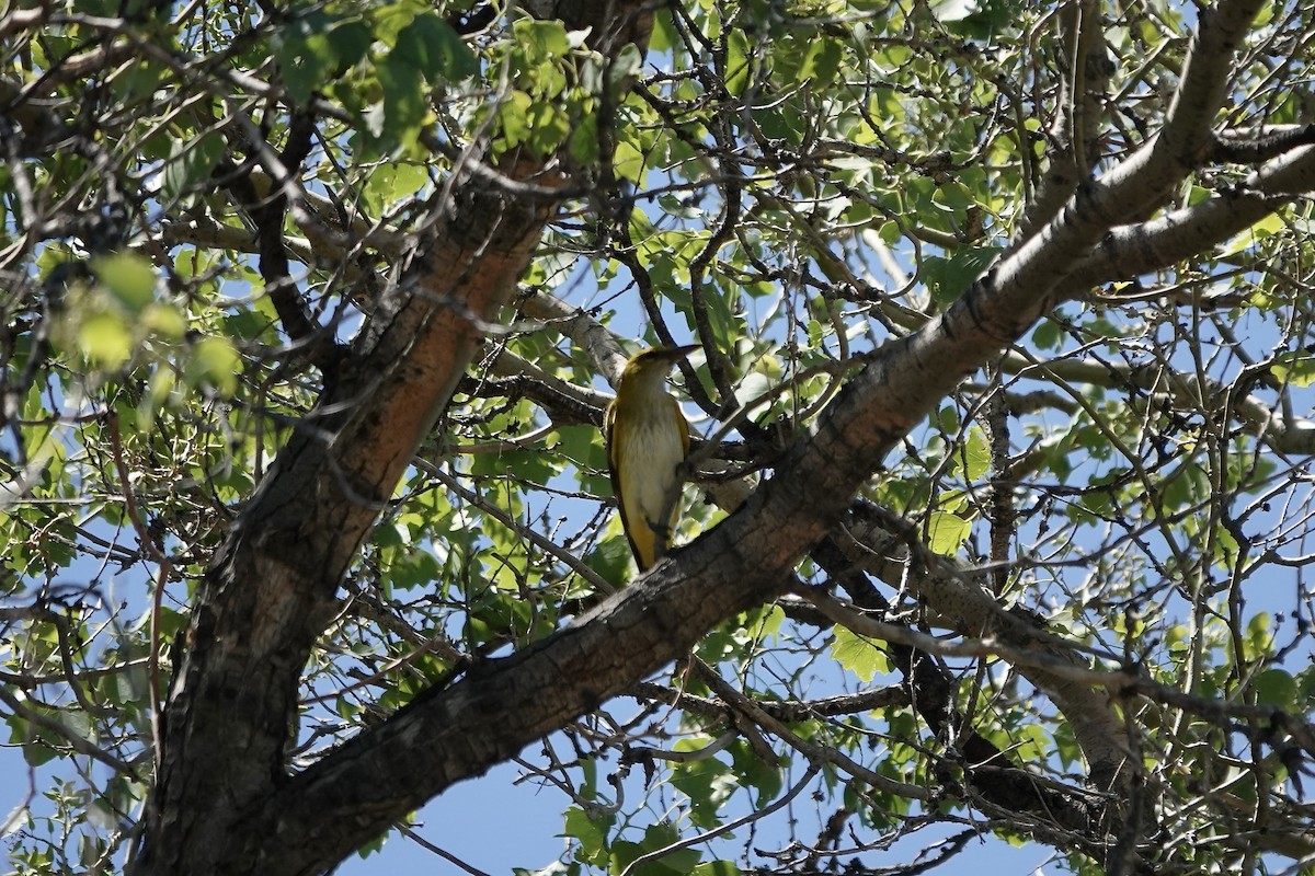 Вивільга звичайна - ML644606268